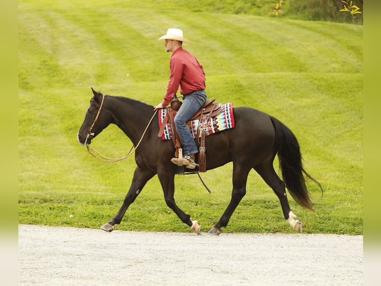 American Quarter Horse Wałach 4 lat Kara in Millersburg