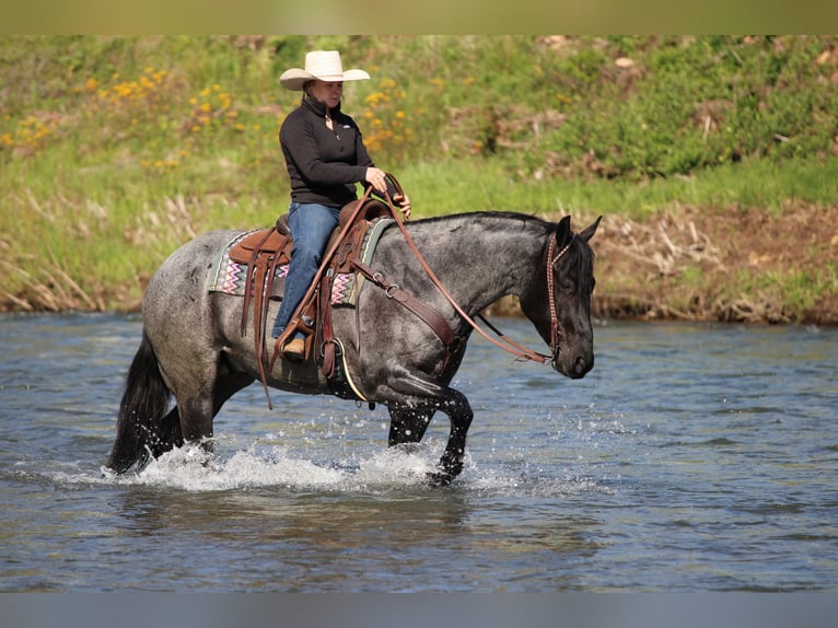 American Quarter Horse Wałach 4 lat Karodereszowata in Clarion, PA