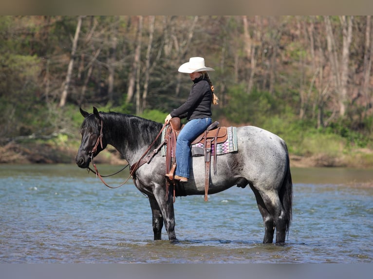American Quarter Horse Wałach 4 lat Karodereszowata in Clarion, PA
