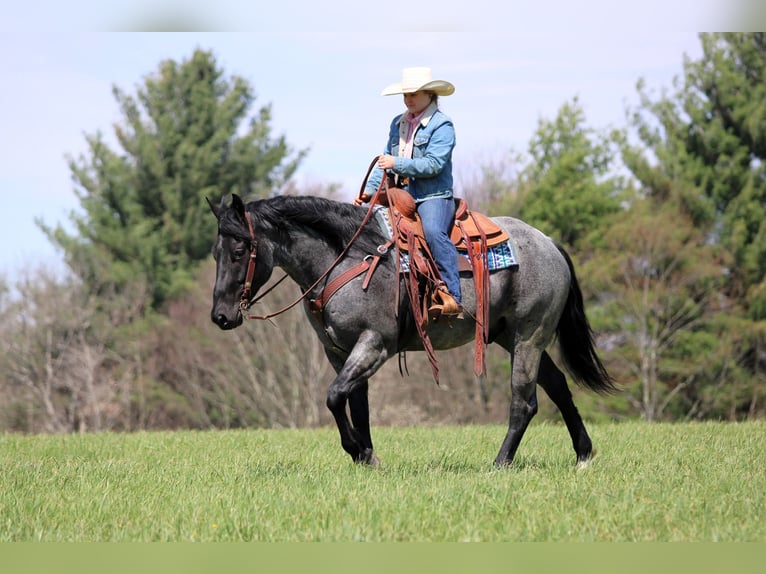 American Quarter Horse Wałach 4 lat Karodereszowata in Clarion, PA