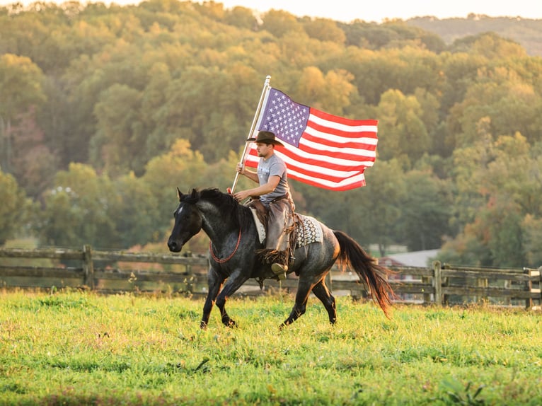American Quarter Horse Wałach 4 lat Karodereszowata in Honey Brook