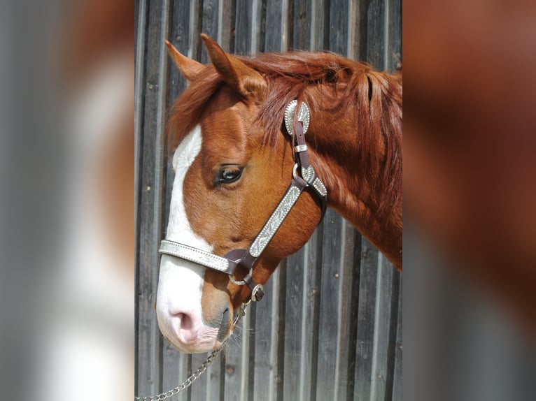 American Quarter Horse Wałach 4 lat Kasztanowata in Groß Siegharts