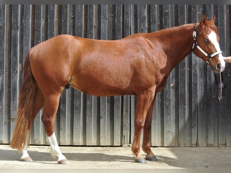 American Quarter Horse Wałach 4 lat Kasztanowata in Groß Siegharts