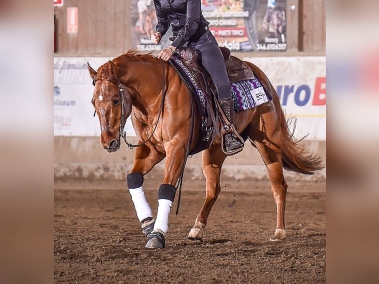 American Quarter Horse Wałach 4 lat Kasztanowata in Ums