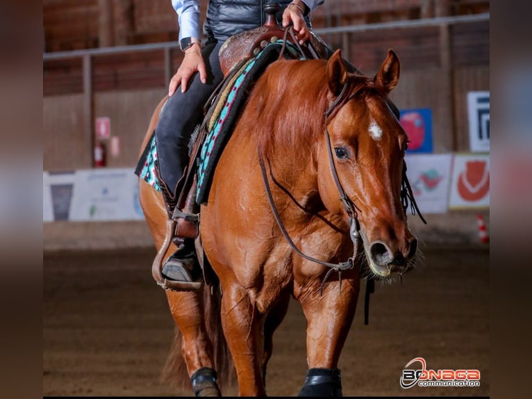 American Quarter Horse Wałach 4 lat Kasztanowata in Ums