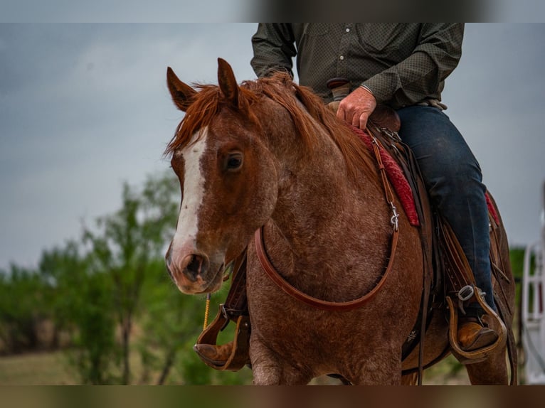 American Quarter Horse Wałach 4 lat Kasztanowatodereszowata in Canyon