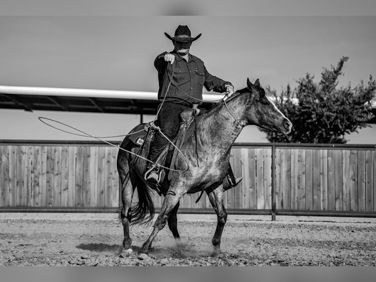 American Quarter Horse Wałach 4 lat Kasztanowatodereszowata in Canyon