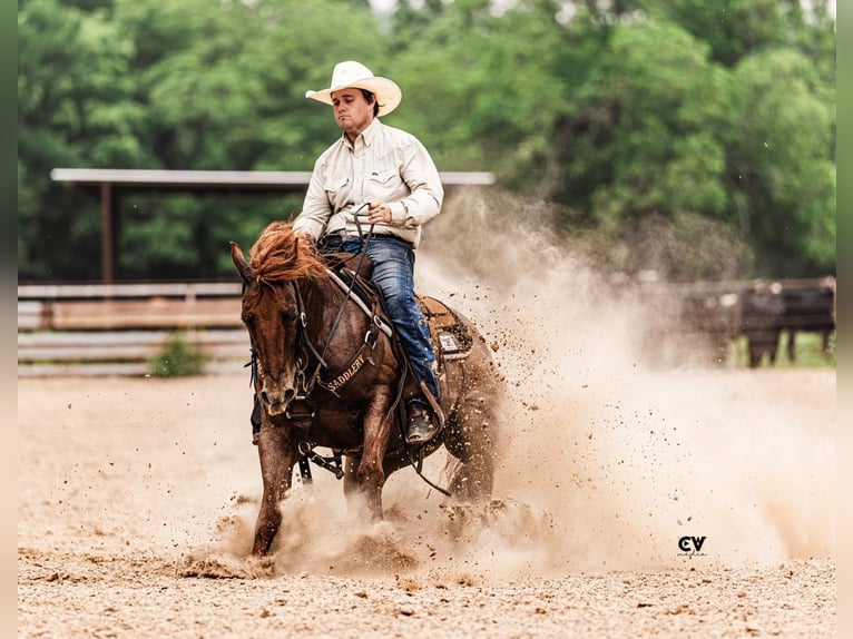 American Quarter Horse Wałach 4 lat Kasztanowatodereszowata in Tolar