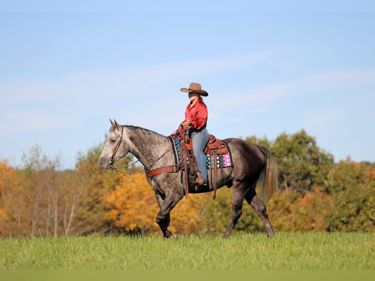 American Quarter Horse Wałach 4 lat Siwa jabłkowita in Clarion