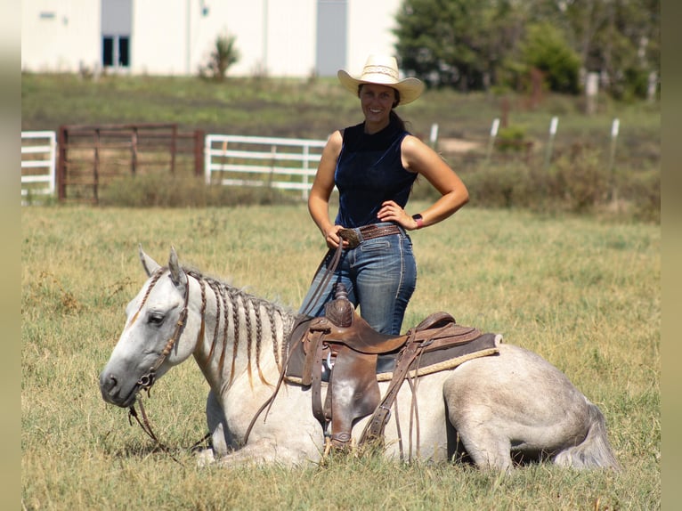 American Quarter Horse Wałach 4 lat Siwa in Baxter Springs