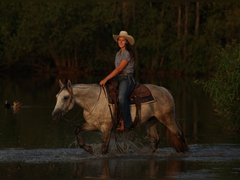 American Quarter Horse Wałach 4 lat Siwa in Baxter Springs