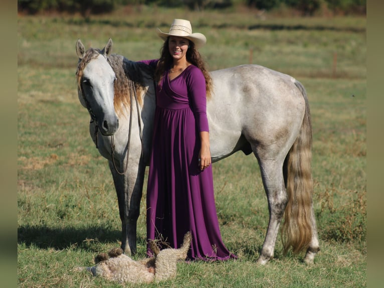 American Quarter Horse Wałach 4 lat Siwa in Baxter Springs