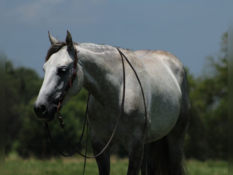 American Quarter Horse Wałach 4 lat Siwa in Baxter Springs