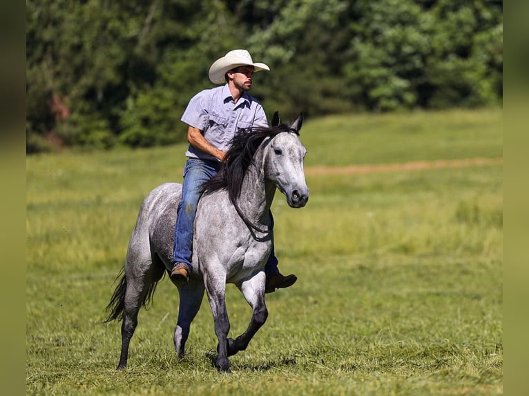 American Quarter Horse Wałach 4 lat Siwa in Lyles