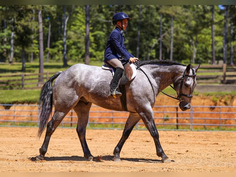 American Quarter Horse Wałach 4 lat Siwa in Lyles