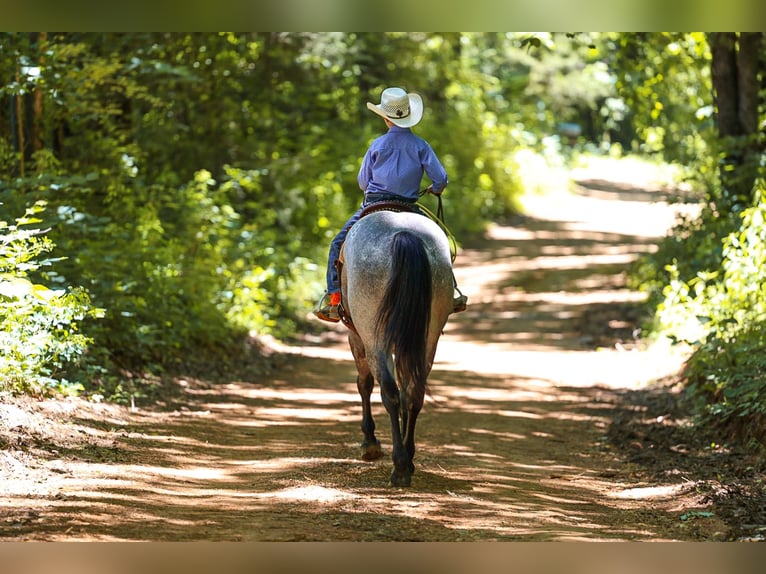 American Quarter Horse Wałach 4 lat Siwa in Lyles