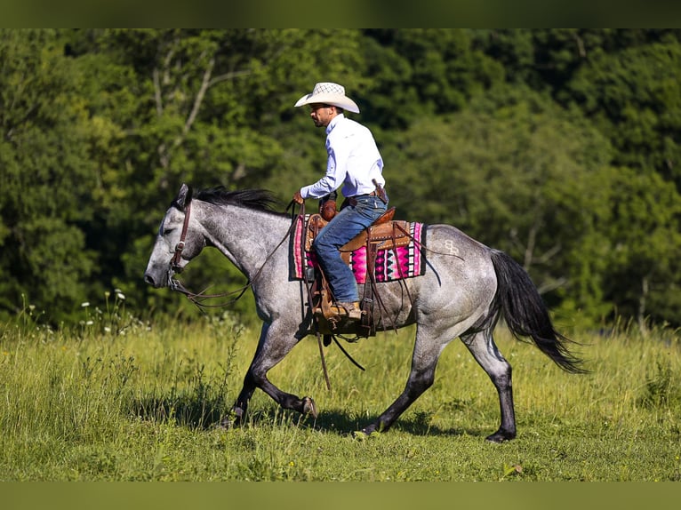 American Quarter Horse Wałach 4 lat Siwa in Lyles