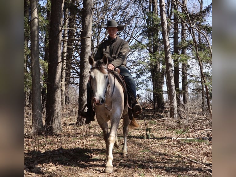 American Quarter Horse Wałach 4 lat Siwa in Howell