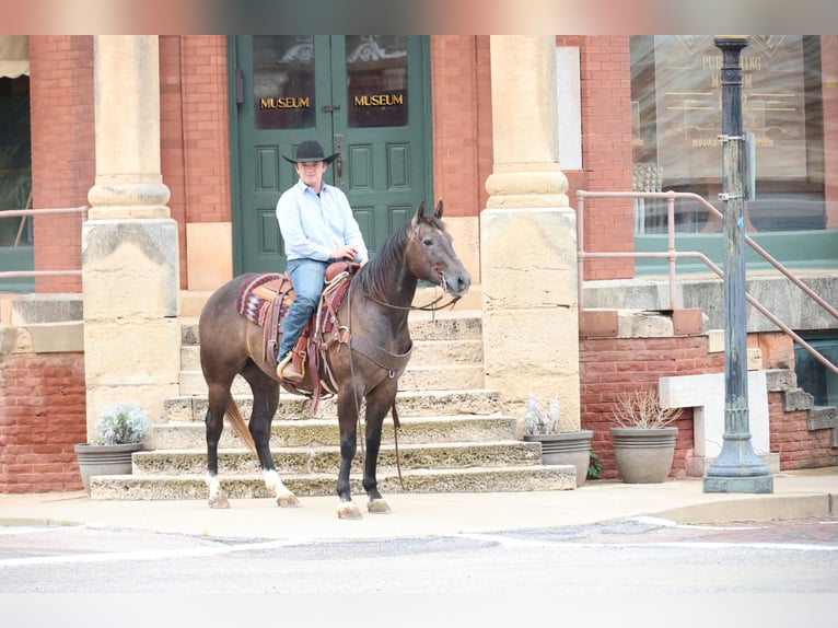 American Quarter Horse Wałach 4 lat Siwa in Ripley