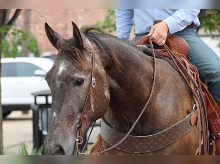 American Quarter Horse Wałach 4 lat Siwa in Ripley