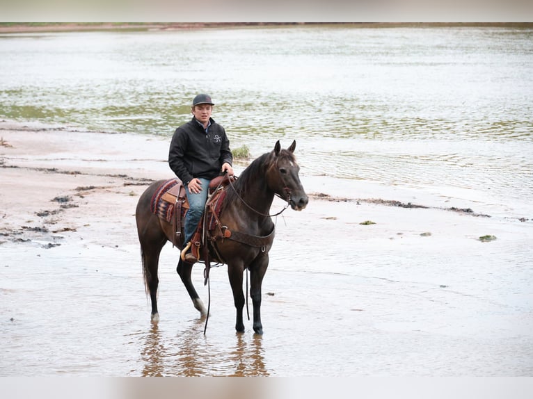 American Quarter Horse Wałach 4 lat Siwa in Ripley
