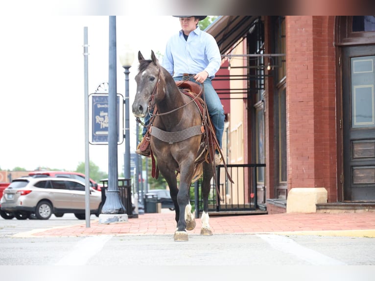American Quarter Horse Wałach 4 lat Siwa in Ripley