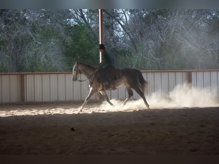 American Quarter Horse Wałach 4 lat Siwa in Sulphur Springs