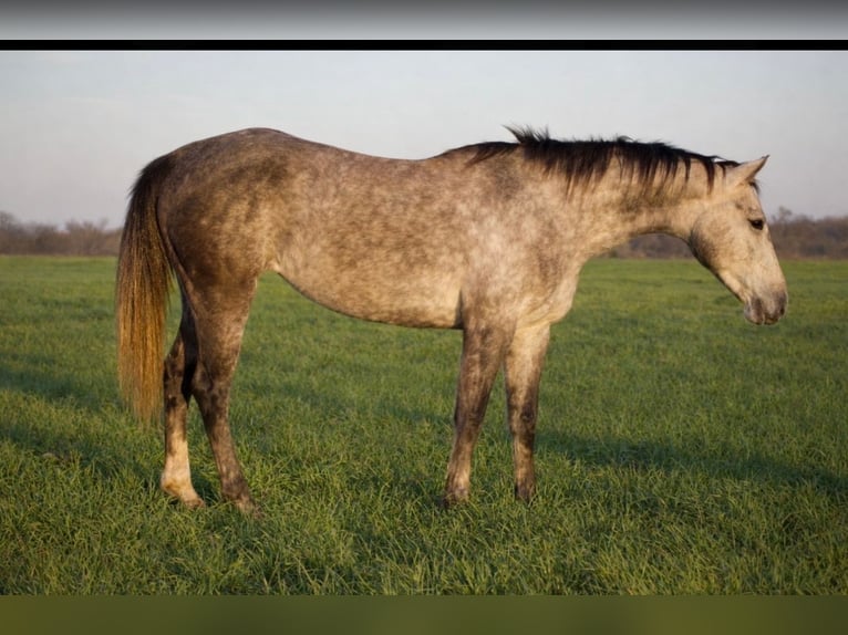 American Quarter Horse Wałach 4 lat Siwa in Sulphur Springs