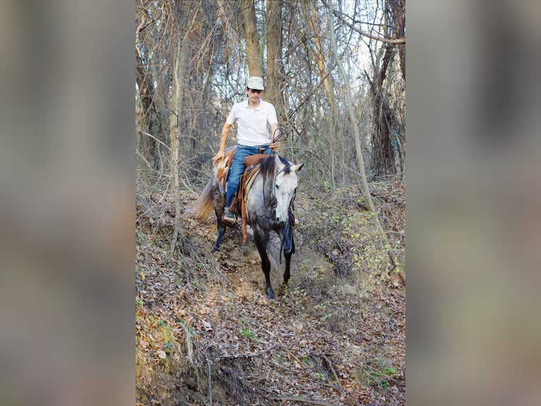 American Quarter Horse Wałach 4 lat Siwa in Sulphur Springs