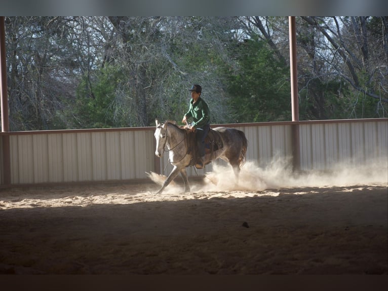 American Quarter Horse Wałach 4 lat Siwa in Sulphur Springs