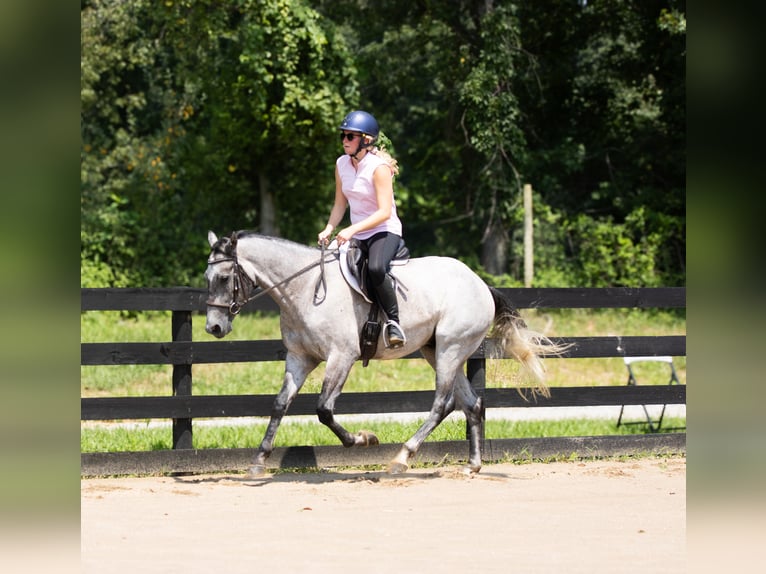 American Quarter Horse Wałach 4 lat Siwa in Henderson