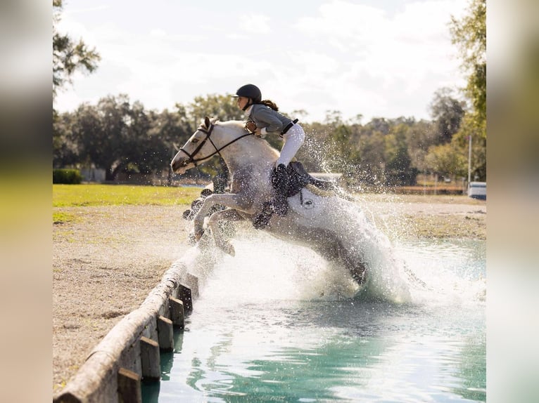 American Quarter Horse Mix Wałach 5 lat 137 cm Srokata in Ocala