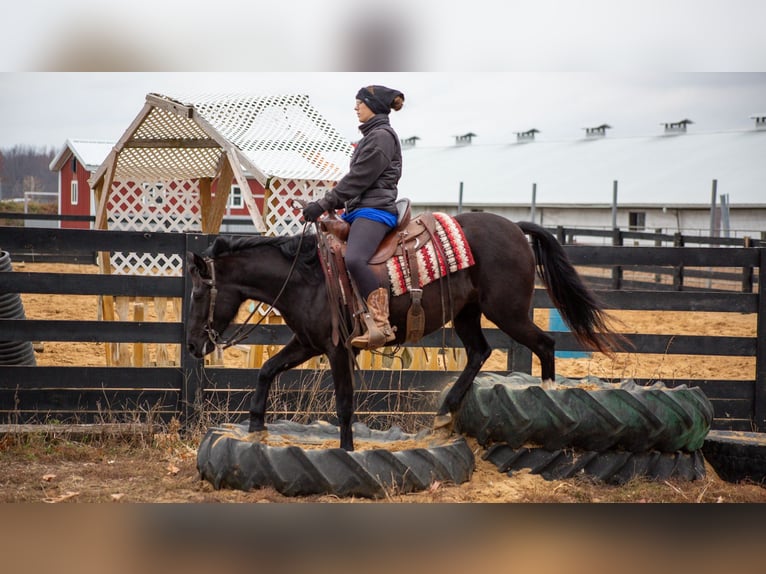 American Quarter Horse Wałach 5 lat 140 cm Kara in Shipshewana IN