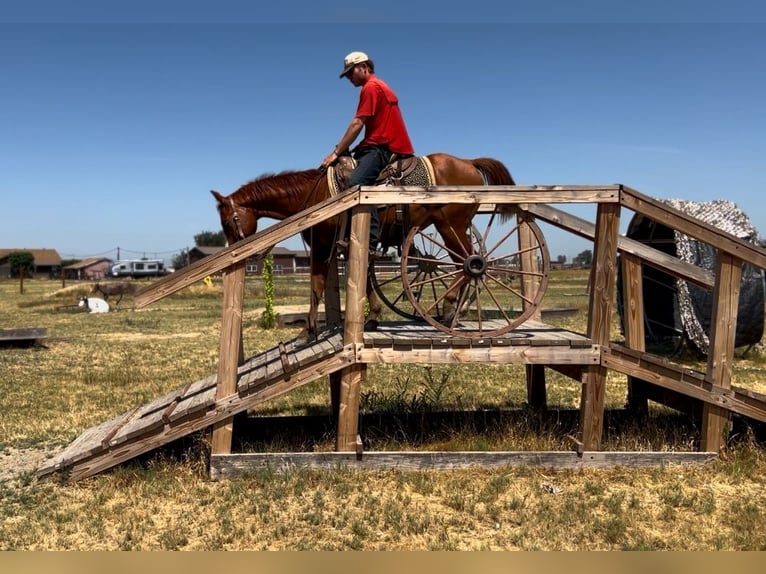 American Quarter Horse Wałach 5 lat 142 cm Ciemnokasztanowata in Atwater CA