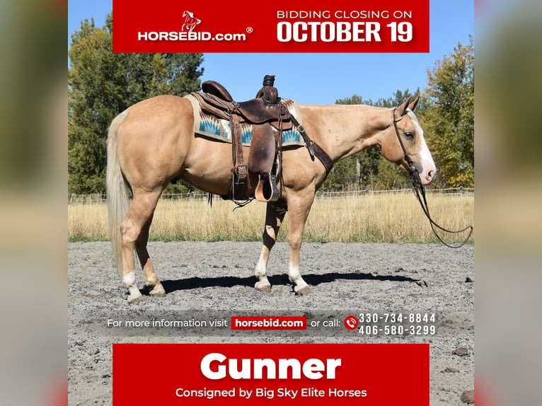 American Quarter Horse Wałach 5 lat 142 cm Izabelowata in Bozeman