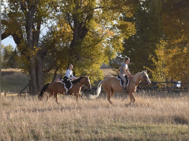 American Quarter Horse Wałach 5 lat 142 cm Izabelowata in Bozeman