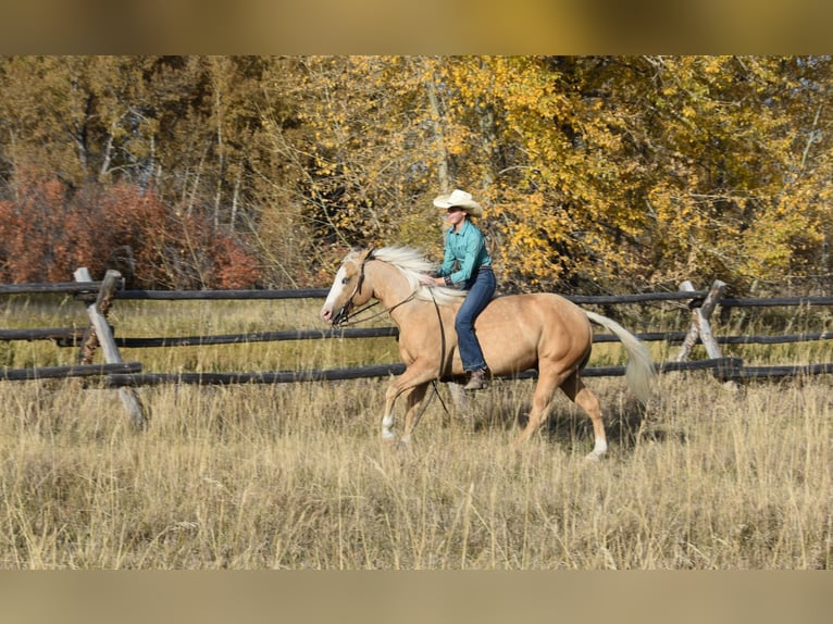 American Quarter Horse Wałach 5 lat 142 cm Izabelowata in Bozeman