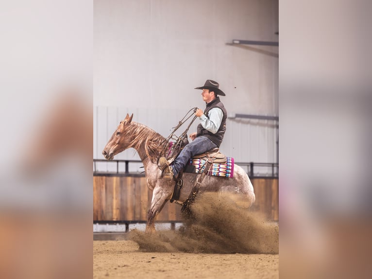 American Quarter Horse Wałach 5 lat 142 cm Kasztanowatodereszowata in Canistota