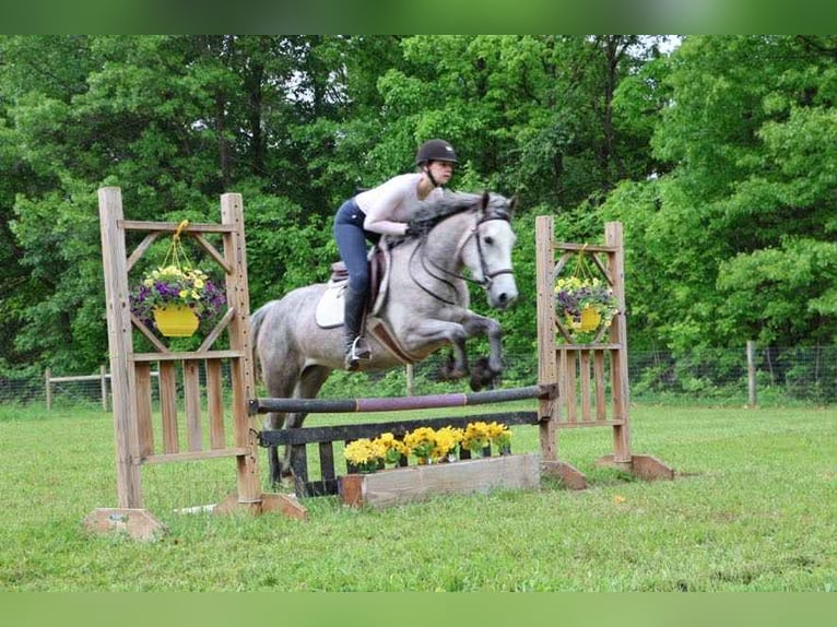 American Quarter Horse Wałach 5 lat 142 cm Siwa in Howell, MI