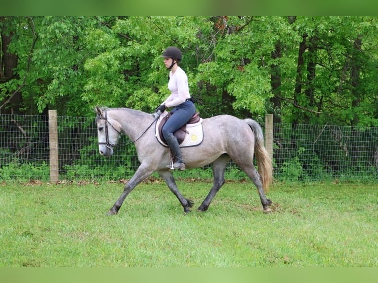 American Quarter Horse Wałach 5 lat 142 cm Siwa in Howell, MI
