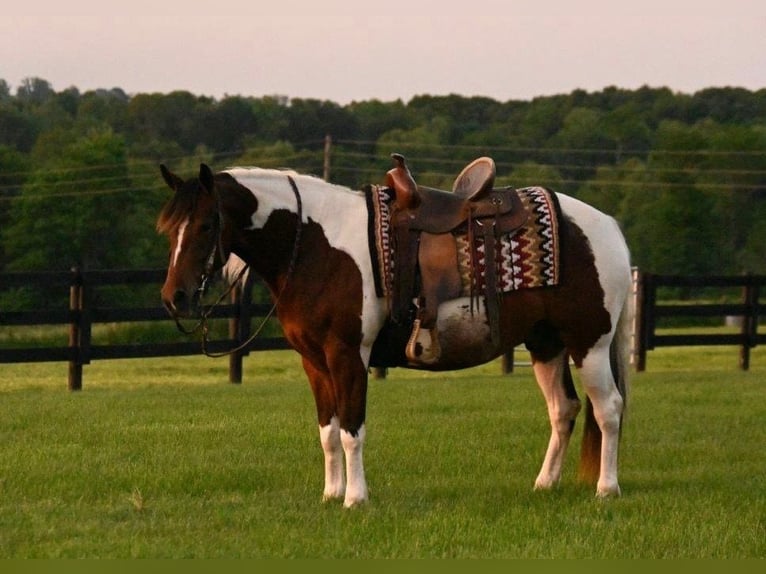 American Quarter Horse Wałach 5 lat 142 cm Srokata in Fredericksburg
