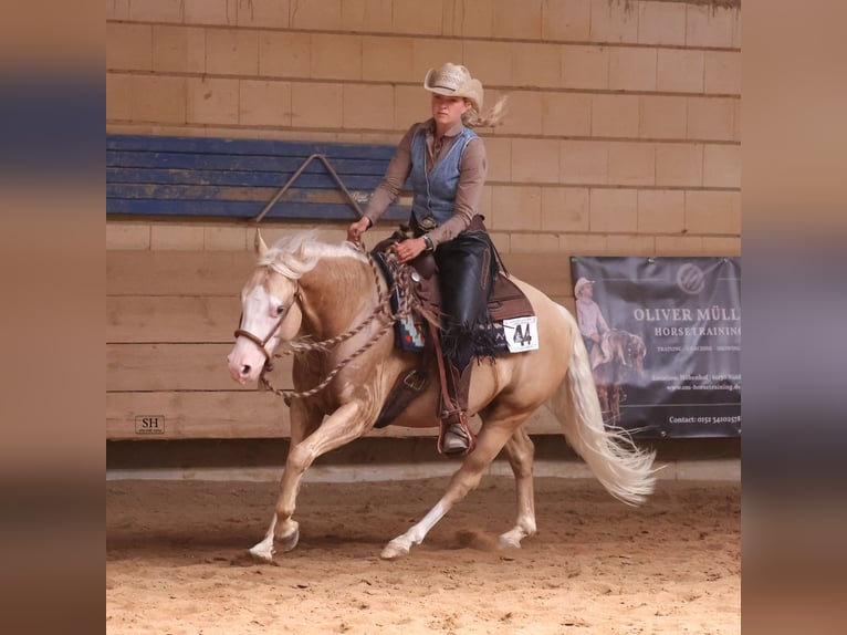 American Quarter Horse Wałach 5 lat 143 cm Izabelowata in Fulda