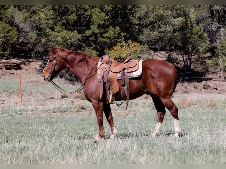 American Quarter Horse Wałach 5 lat 145 cm Ciemnokasztanowata in Camp Verde AZ