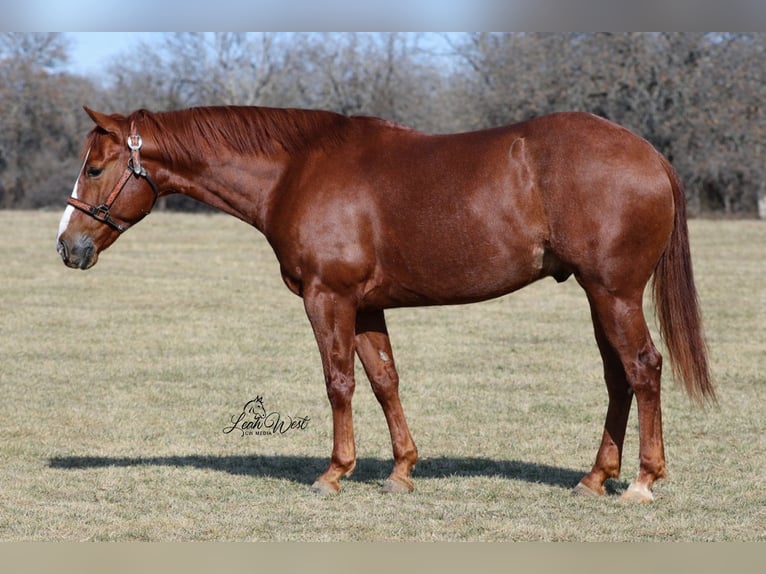 American Quarter Horse Wałach 5 lat 145 cm Cisawa in Healdton, OK