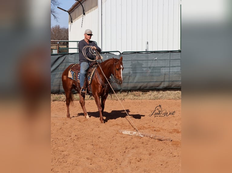 American Quarter Horse Wałach 5 lat 145 cm Cisawa in Healdton, OK