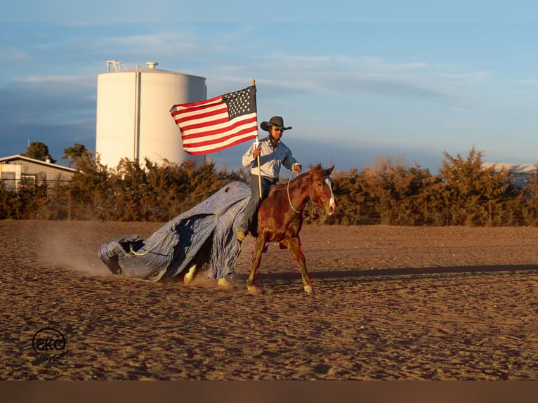 American Quarter Horse Wałach 5 lat 145 cm Cisawa in Canyon