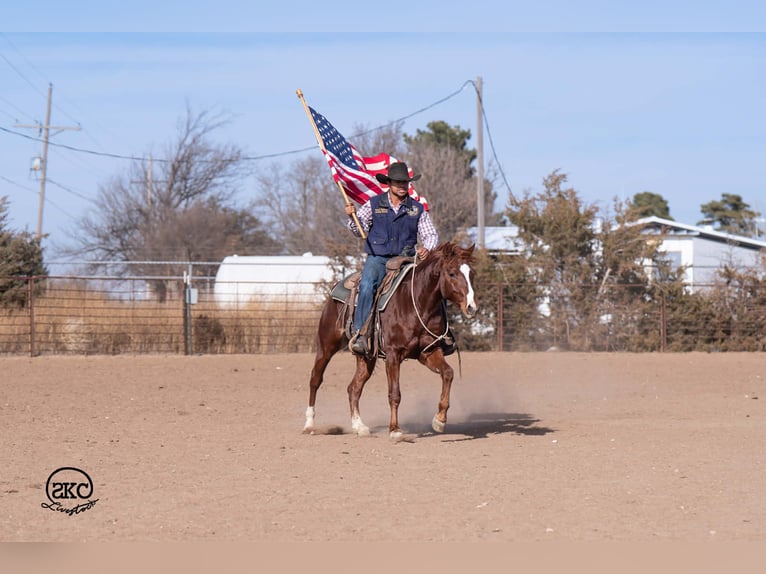 American Quarter Horse Wałach 5 lat 145 cm Cisawa in Canyon