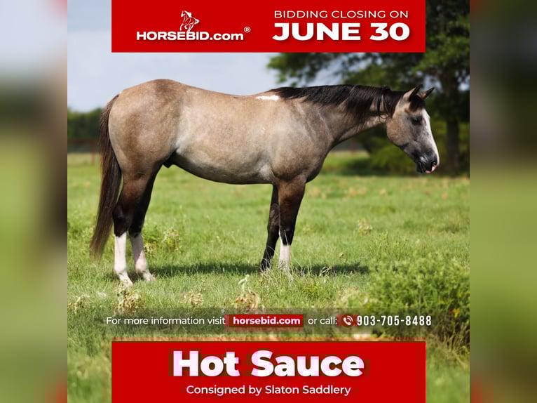 American Quarter Horse Wałach 5 lat 145 cm Grullo in Canton, TX