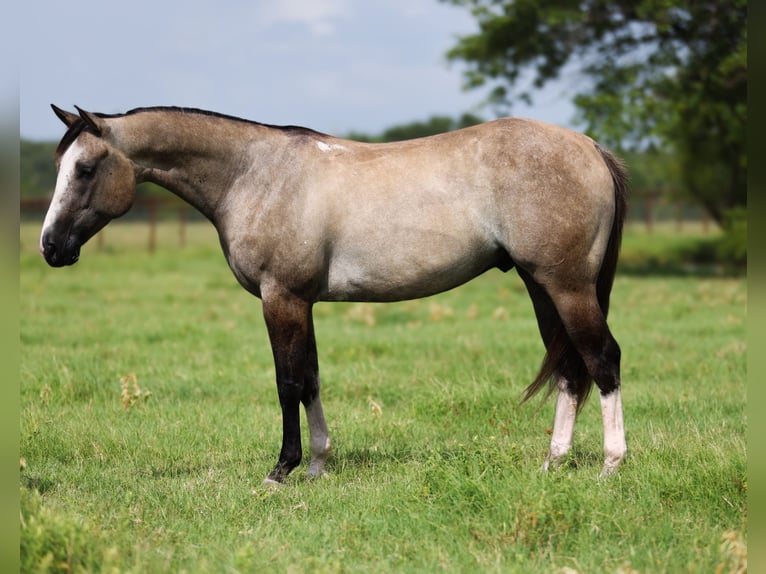 American Quarter Horse Wałach 5 lat 145 cm Grullo in Canton, TX