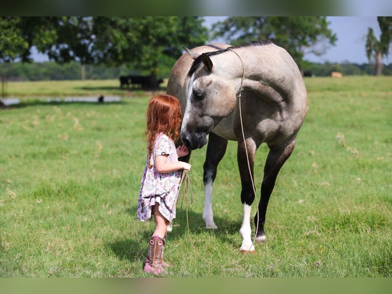 American Quarter Horse Wałach 5 lat 145 cm Grullo in Canton, TX